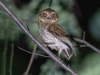  - Puerto Rican Owl