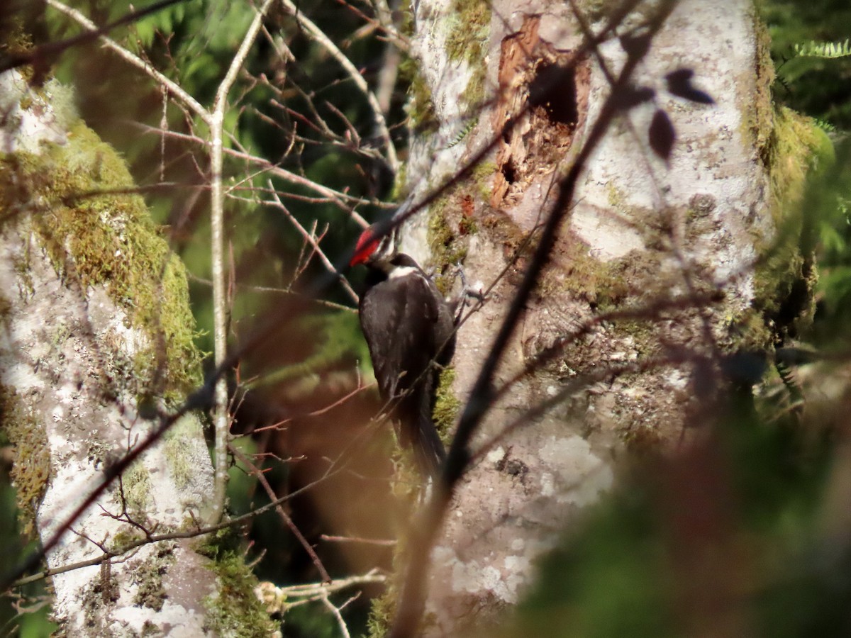Pileated Woodpecker - ML547028391