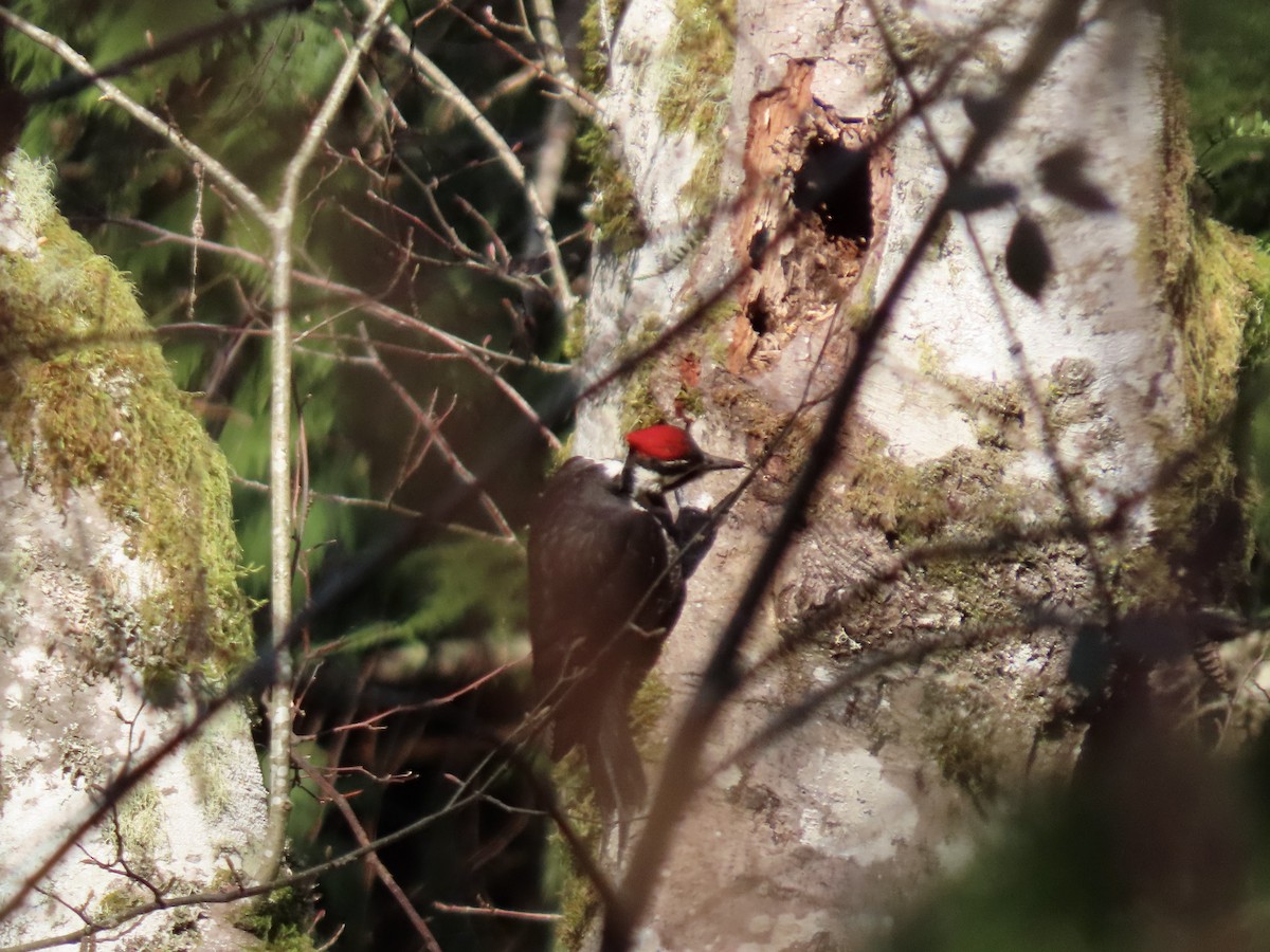 Pileated Woodpecker - ML547028401