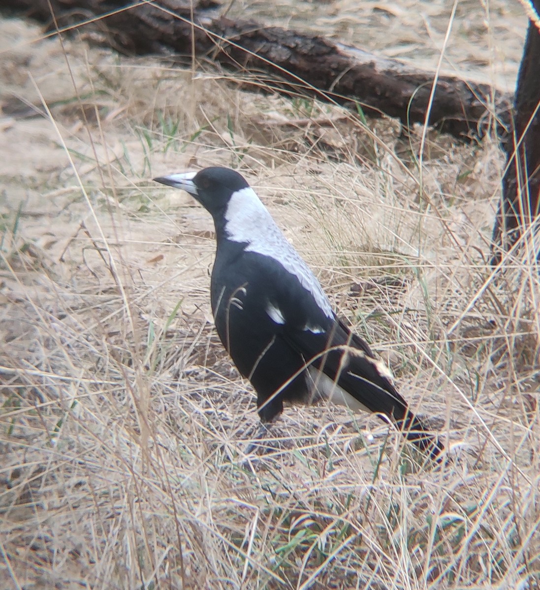 Australian Magpie - Praveen Bennur