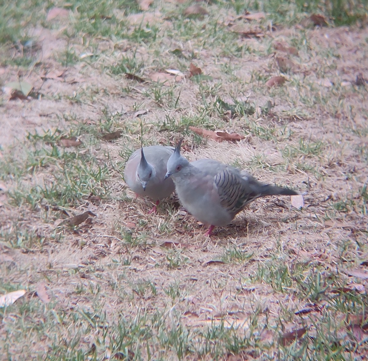Crested Pigeon - ML547033611