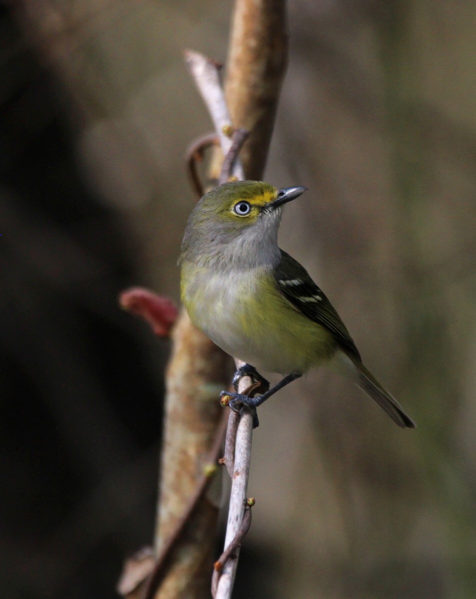 White-eyed Vireo - Laura Campbell