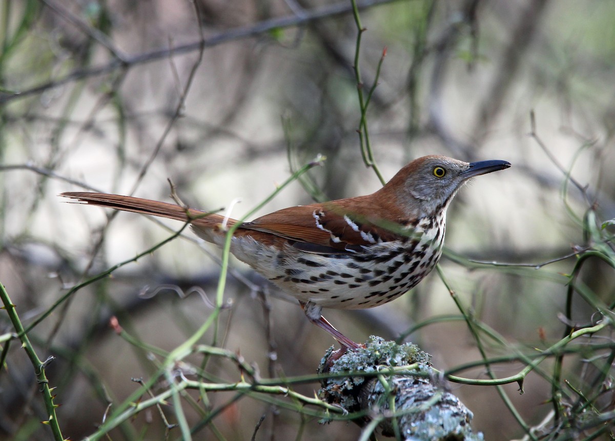 Brown Thrasher - Laura Campbell