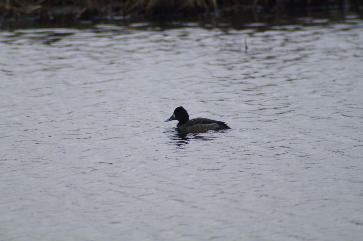 Greater Scaup - Steven Rogers