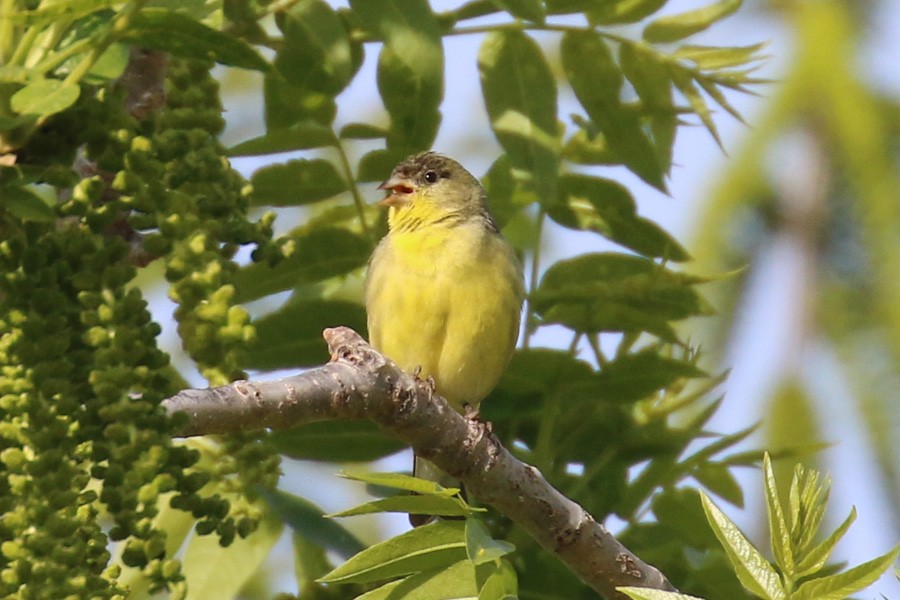 Lesser Goldfinch - Susan Mullaney