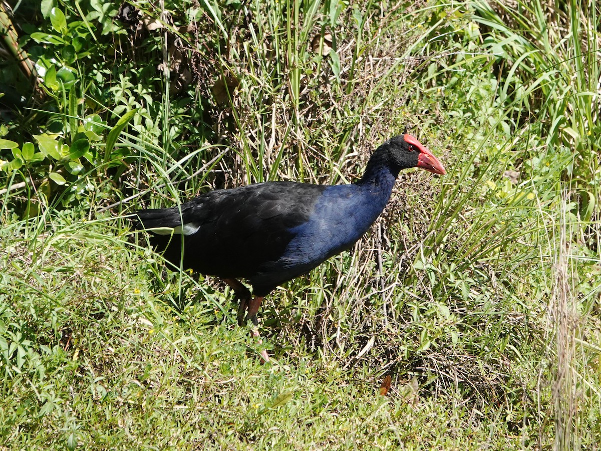 Australasian Swamphen - ML547058191