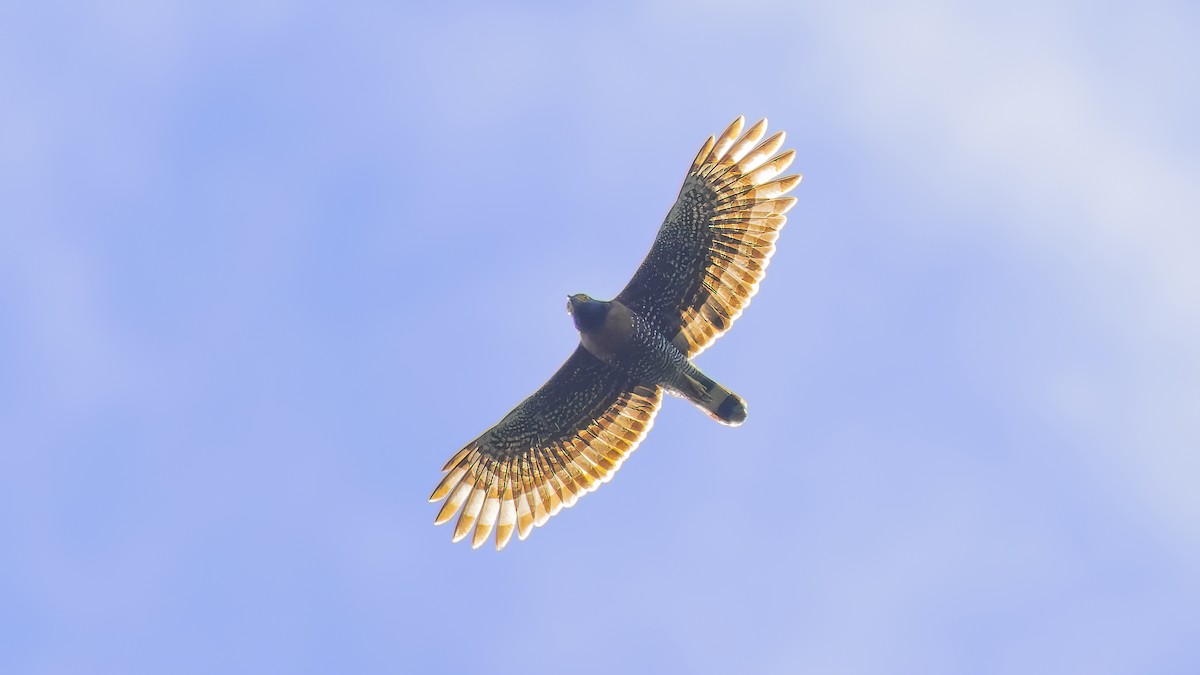 Sulawesi Serpent-Eagle - ML547059991