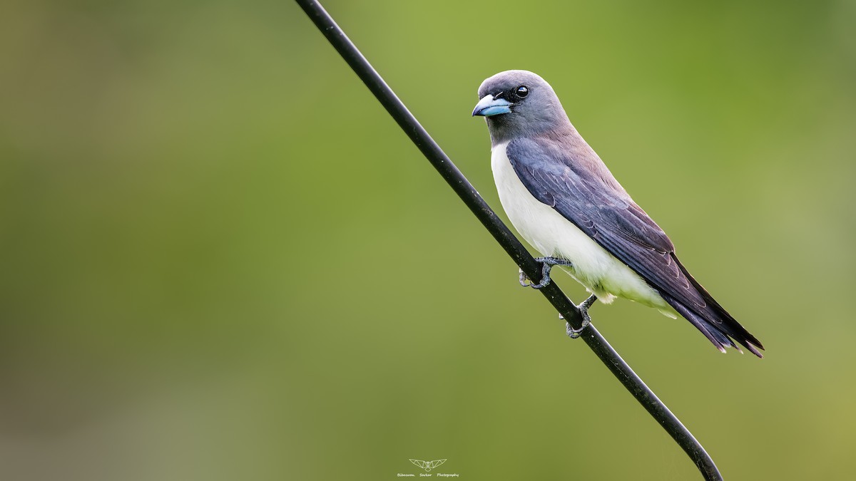 White-breasted Woodswallow - ML547063111