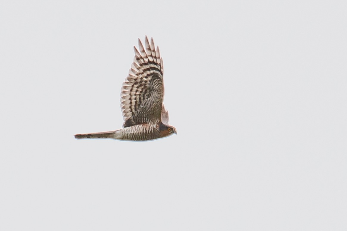 Eurasian Sparrowhawk - ML547065441