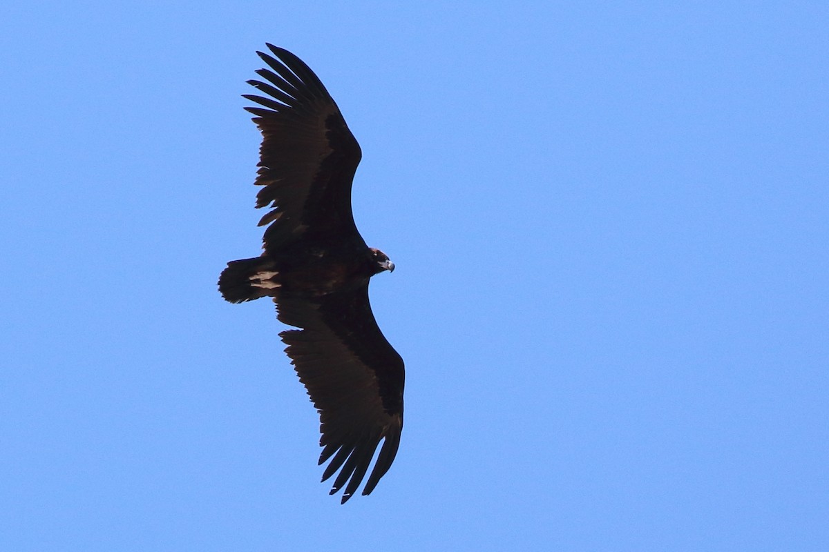 Cinereous Vulture - ML54706691