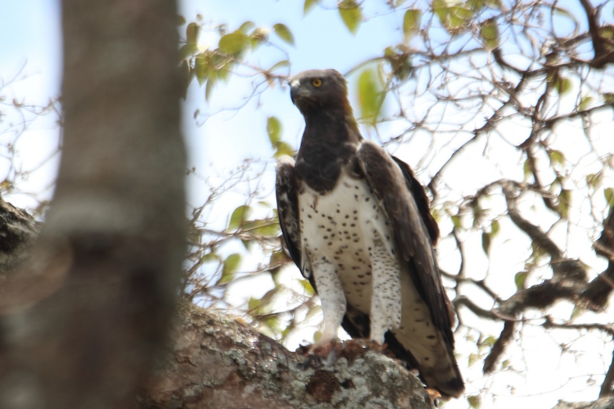 eBird Checklist - 17 Mar 2023 - Mt Elgon NP (Kenya) - 108 species (+1 ...