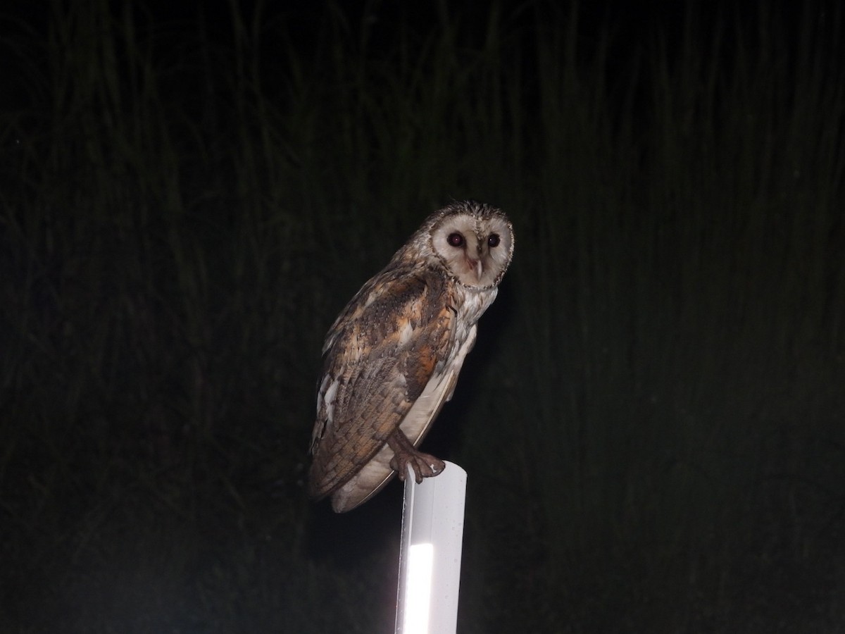 Barn Owl (Eastern) - ML547075471