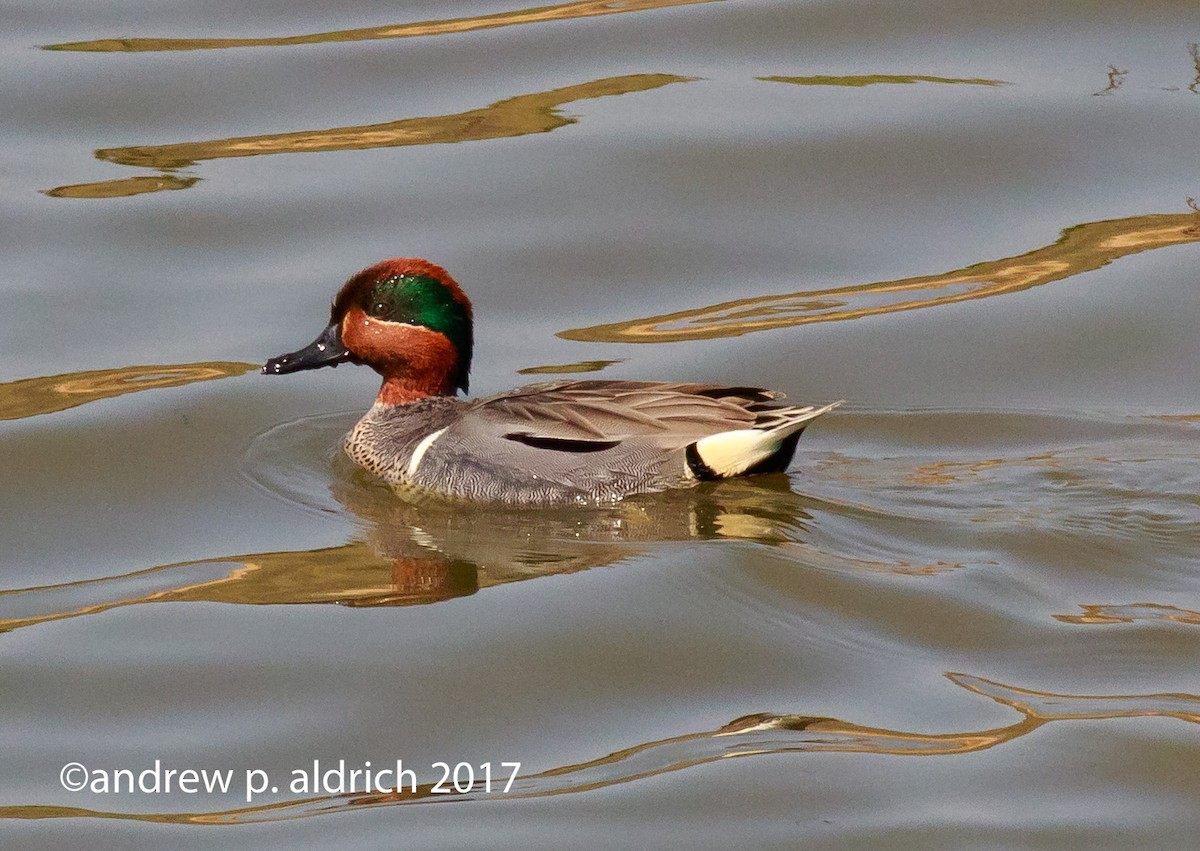 Green-winged Teal - andrew aldrich