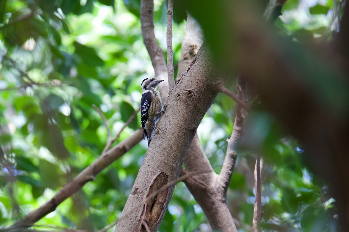 Gray-capped Pygmy Woodpecker - ML547078911