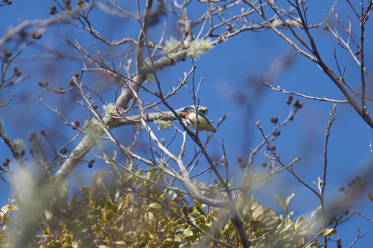 Fire-breasted Flowerpecker - ML547084981
