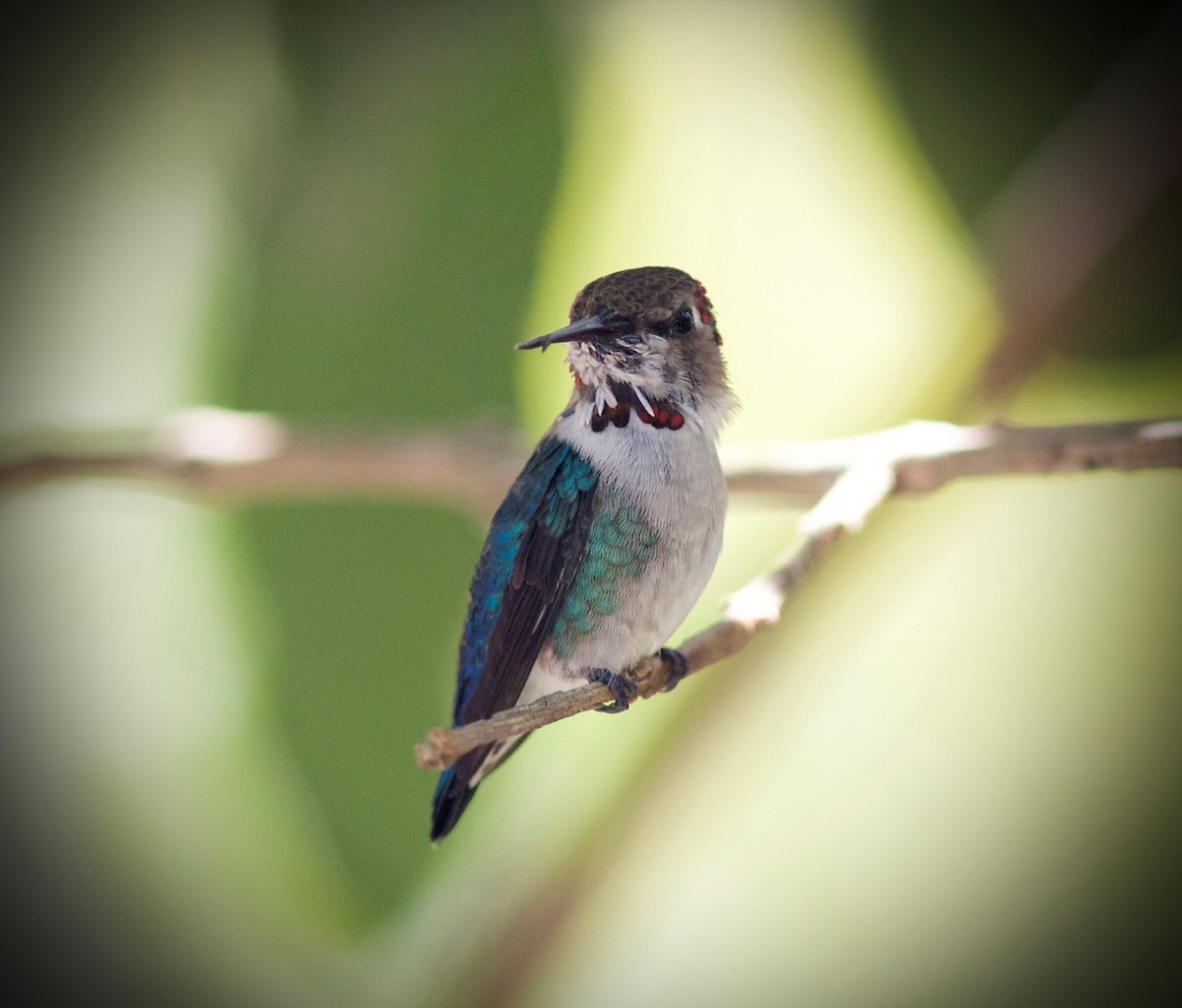 Bee Hummingbird - ML54708591