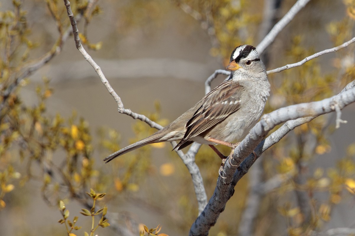White-crowned Sparrow (Gambel's) - ML547087341