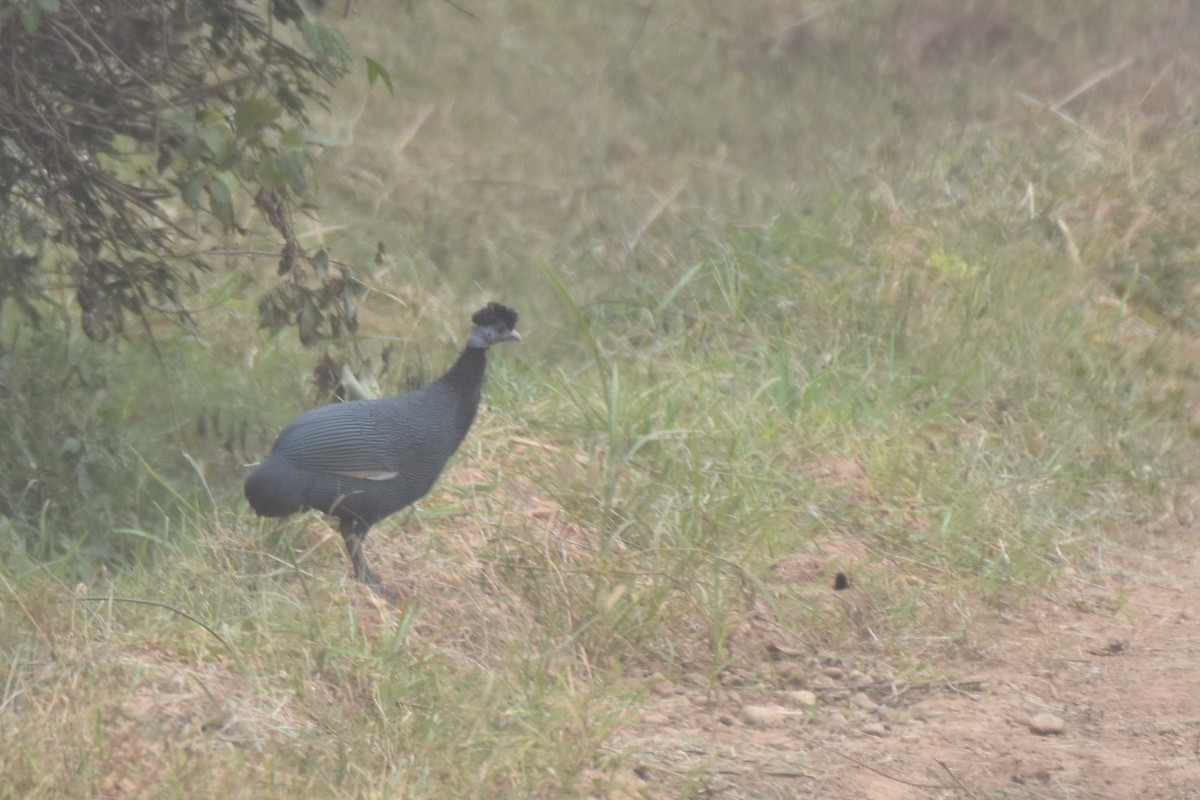 Western Crested Guineafowl - ML547097531