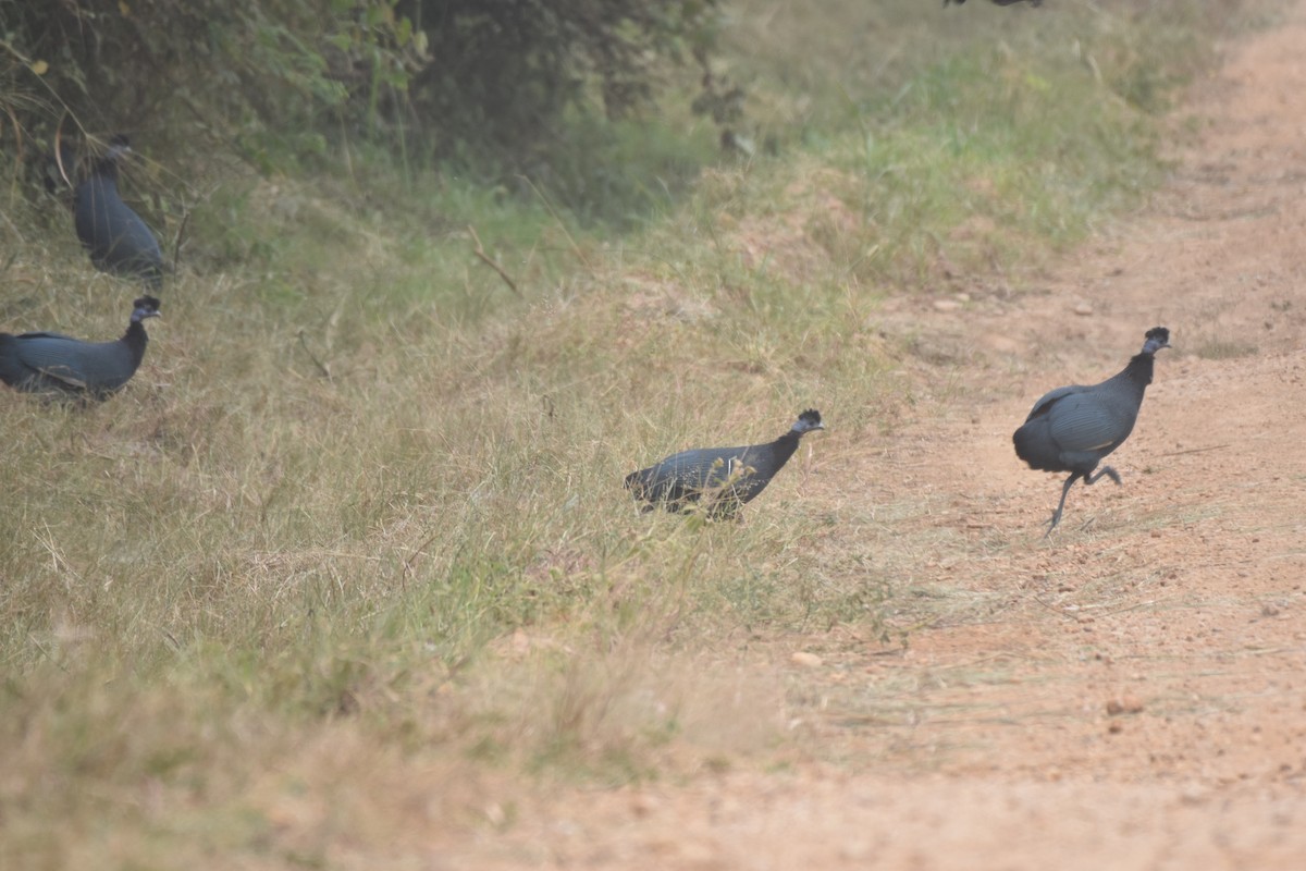 Western Crested Guineafowl - ML547097541