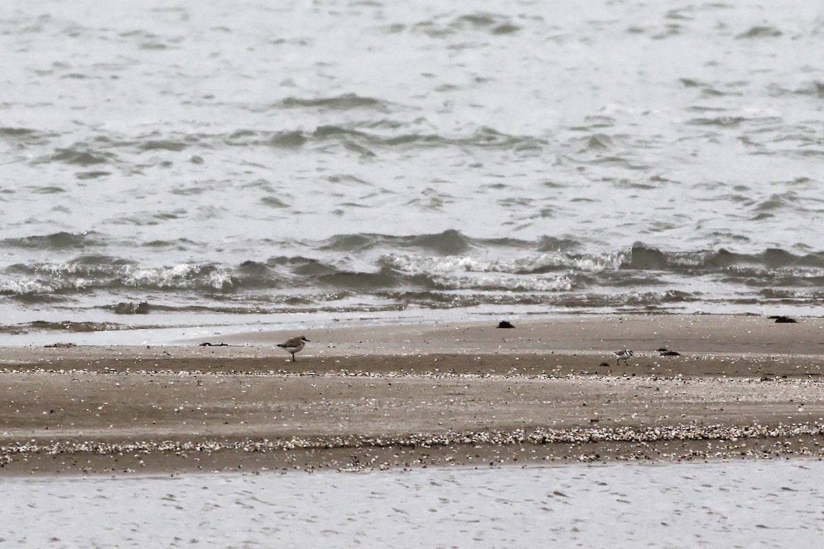 Greater Sand-Plover - Zbigniew Wnuk