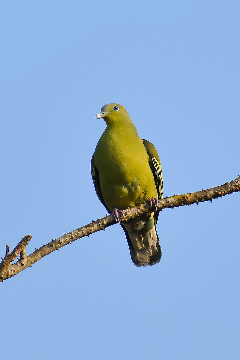 Gray-fronted Green-Pigeon - ML547103441