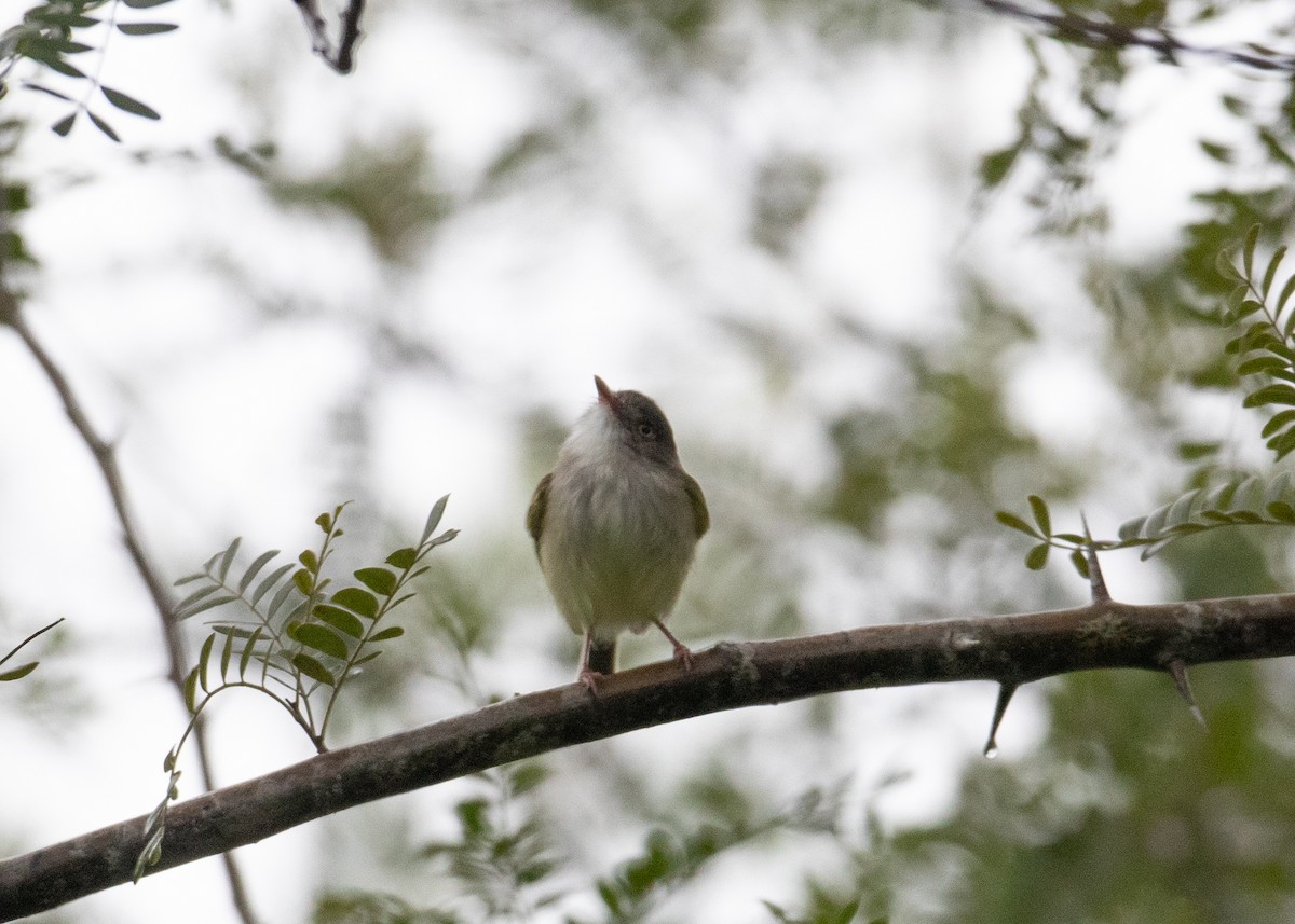 Pearly-vented Tody-Tyrant - ML547107911