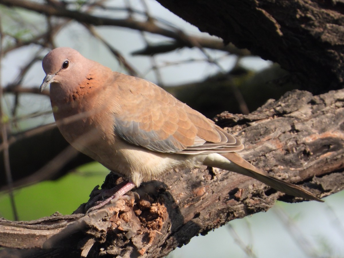 Laughing Dove - ML547111961