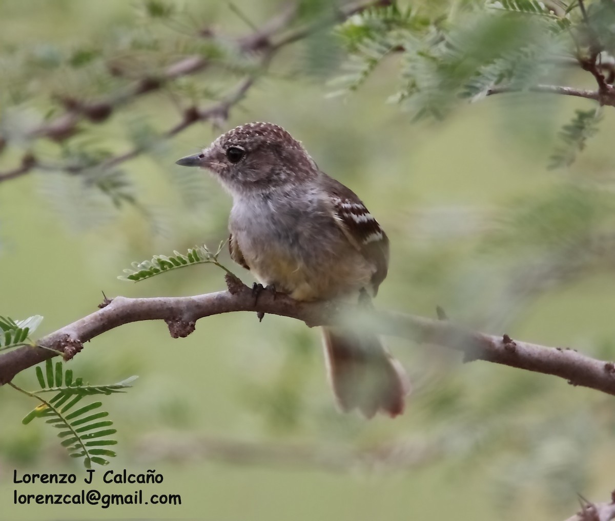 Northern Mouse-colored Tyrannulet - ML547112741