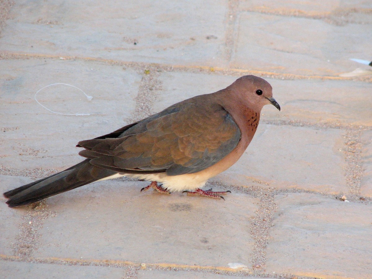 Laughing Dove - ML547112841