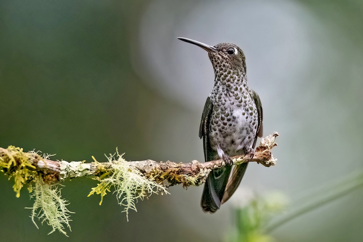 Many-spotted Hummingbird - ML547113631
