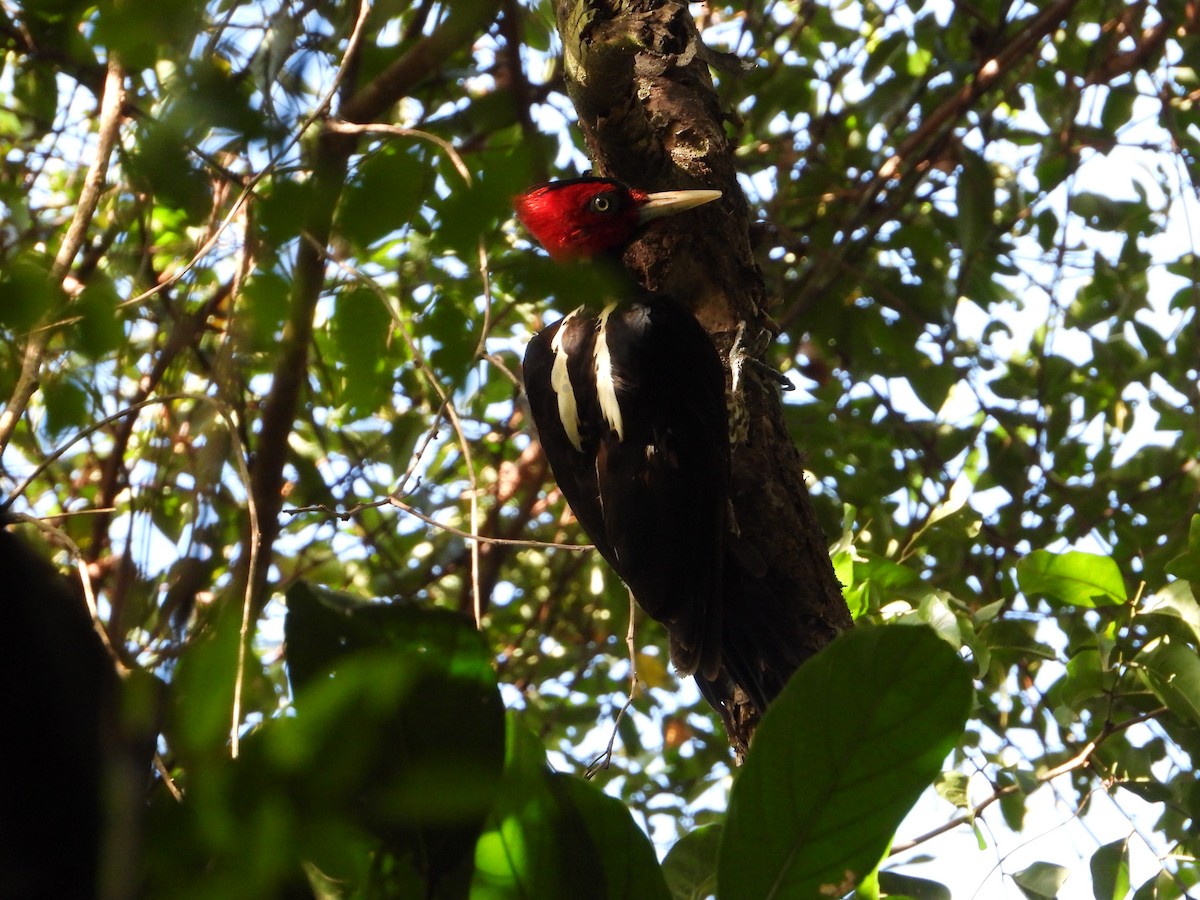Pale-billed Woodpecker - Joel Amaya (BirdwatchingRoatan.com)