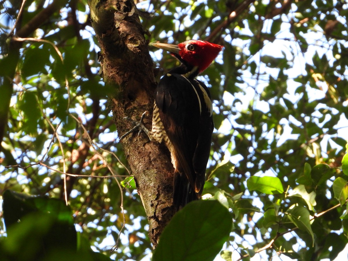Pale-billed Woodpecker - Joel Amaya (BirdwatchingRoatan.com)