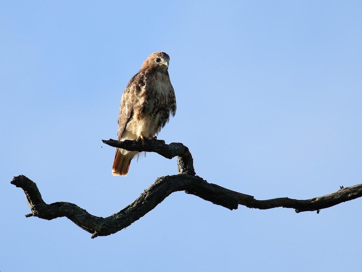 Red-tailed Hawk - Lyle Hamilton
