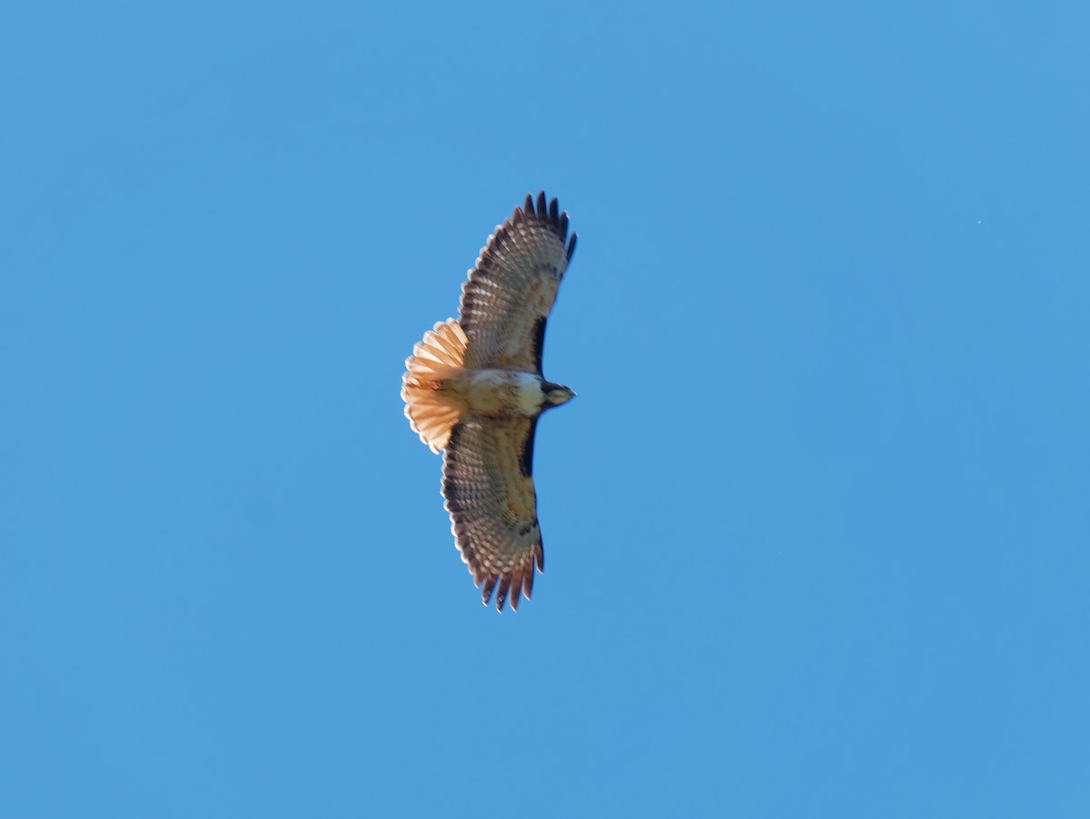 Red-tailed Hawk - ML547126341