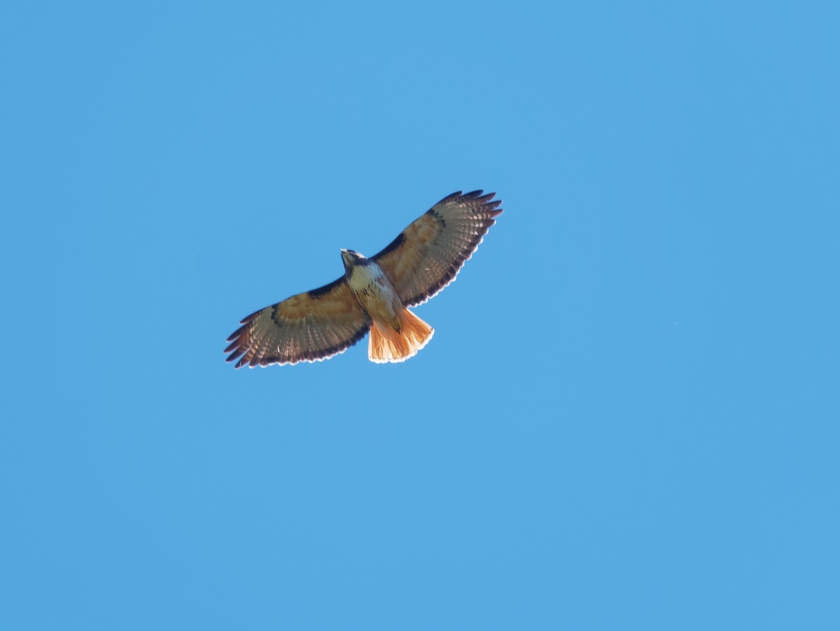 Red-tailed Hawk - ML547126421