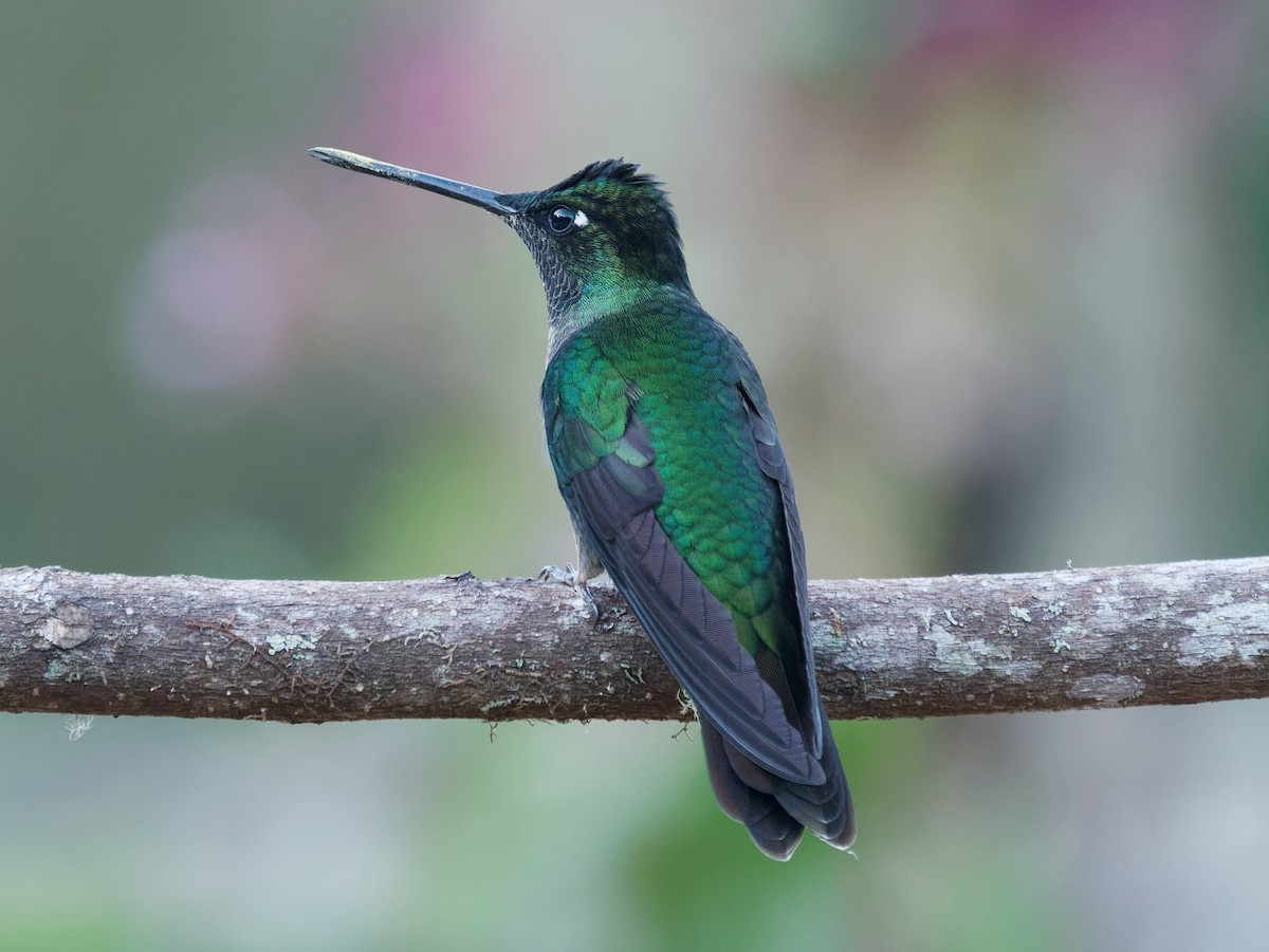 Talamanca Hummingbird - ML547126731