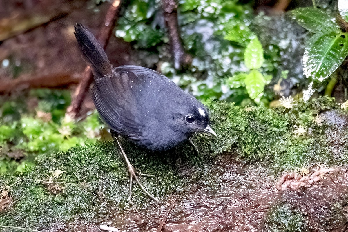 White-crowned Tapaculo - ML547127681