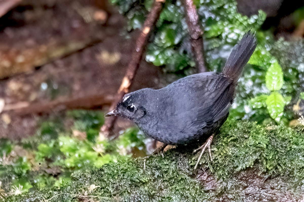 White-crowned Tapaculo - ML547127711