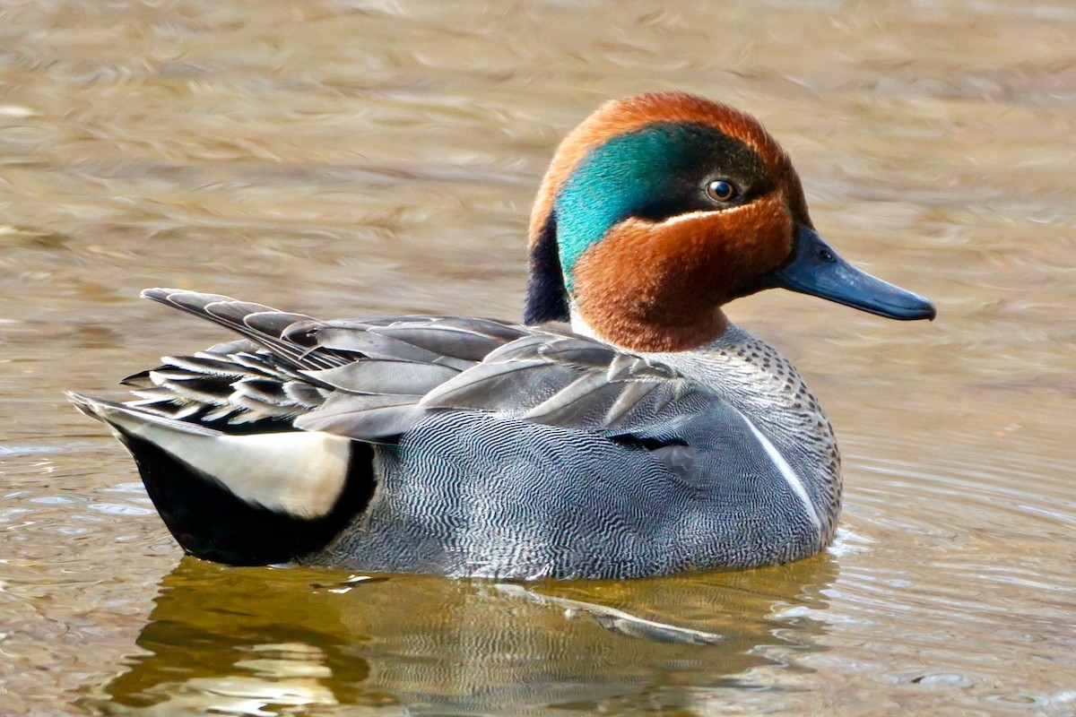 Green-winged Teal - ML547128141
