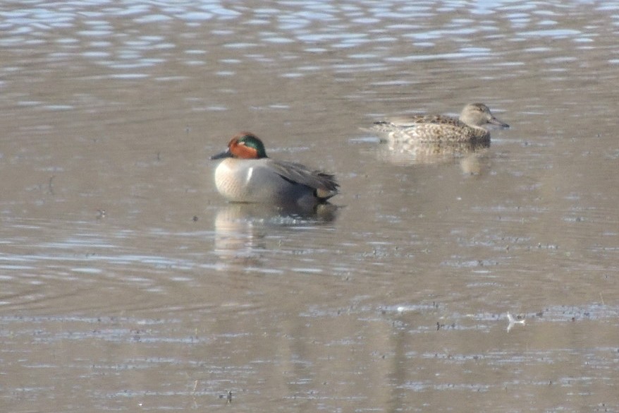 Green-winged Teal - ML547128931