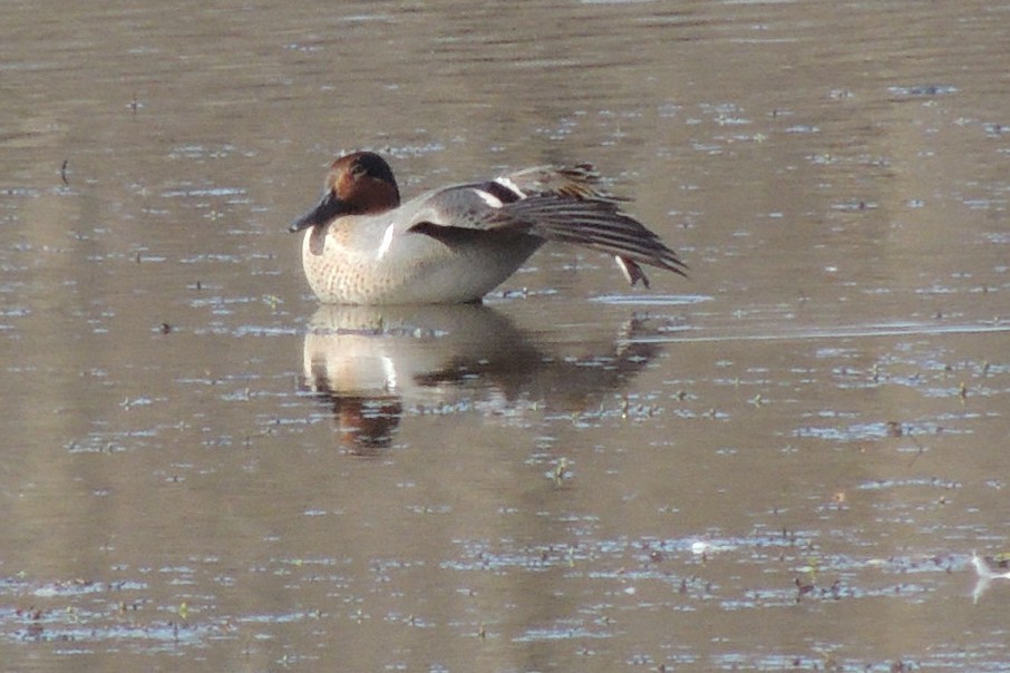 Green-winged Teal - ML547128941
