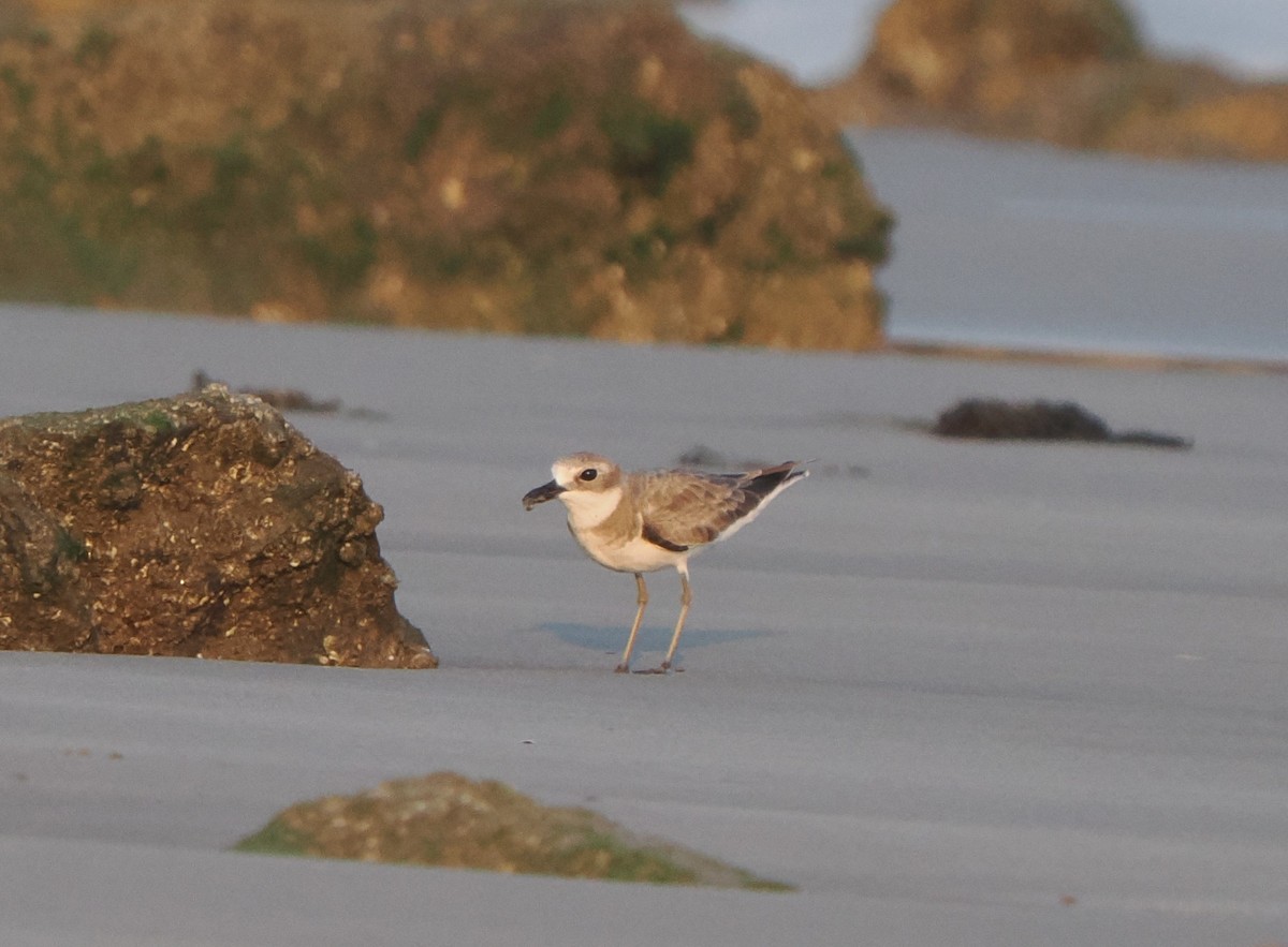 Greater Sand-Plover - Mike Grant