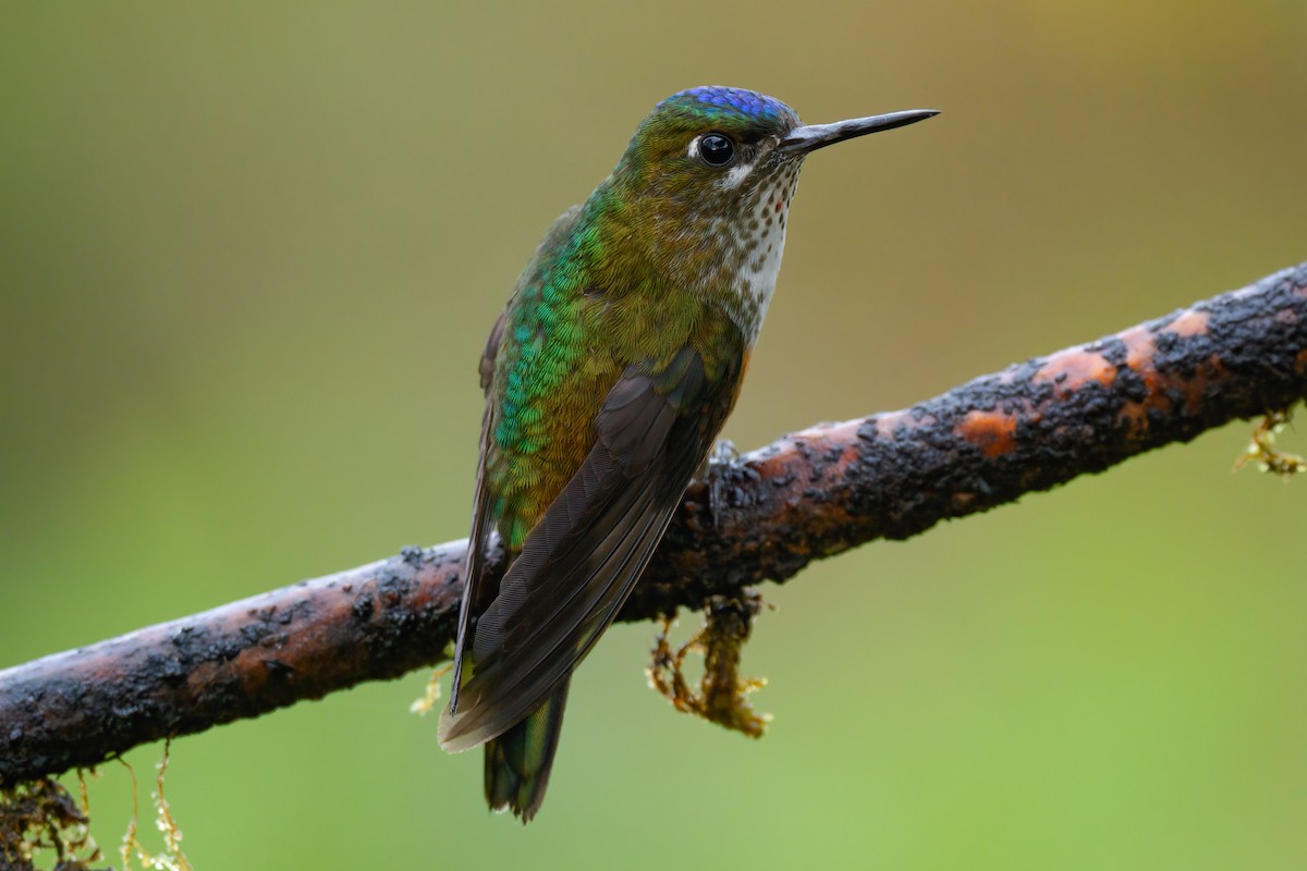 Violet-tailed Sylph - ML547130141