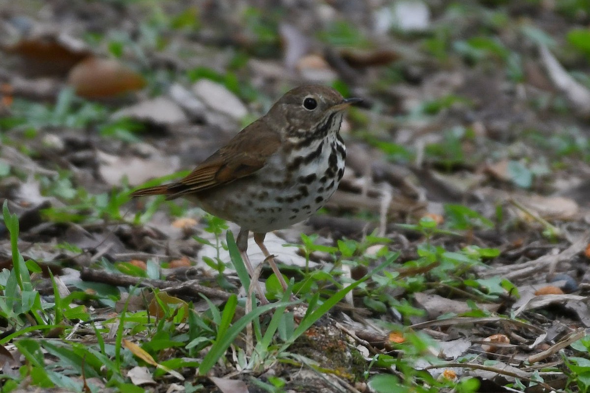 eBird Checklist 19 Mar 2023 Mead Botanical Gardens 31 species