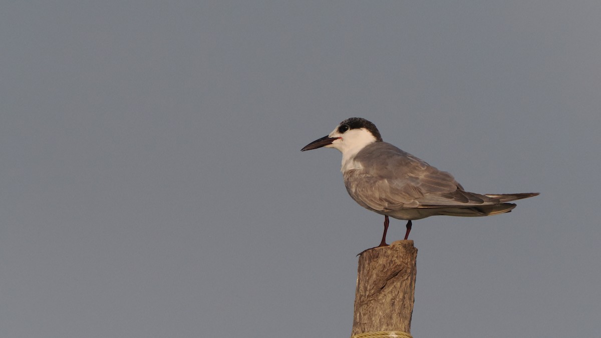 Whiskered Tern - Mike Grant