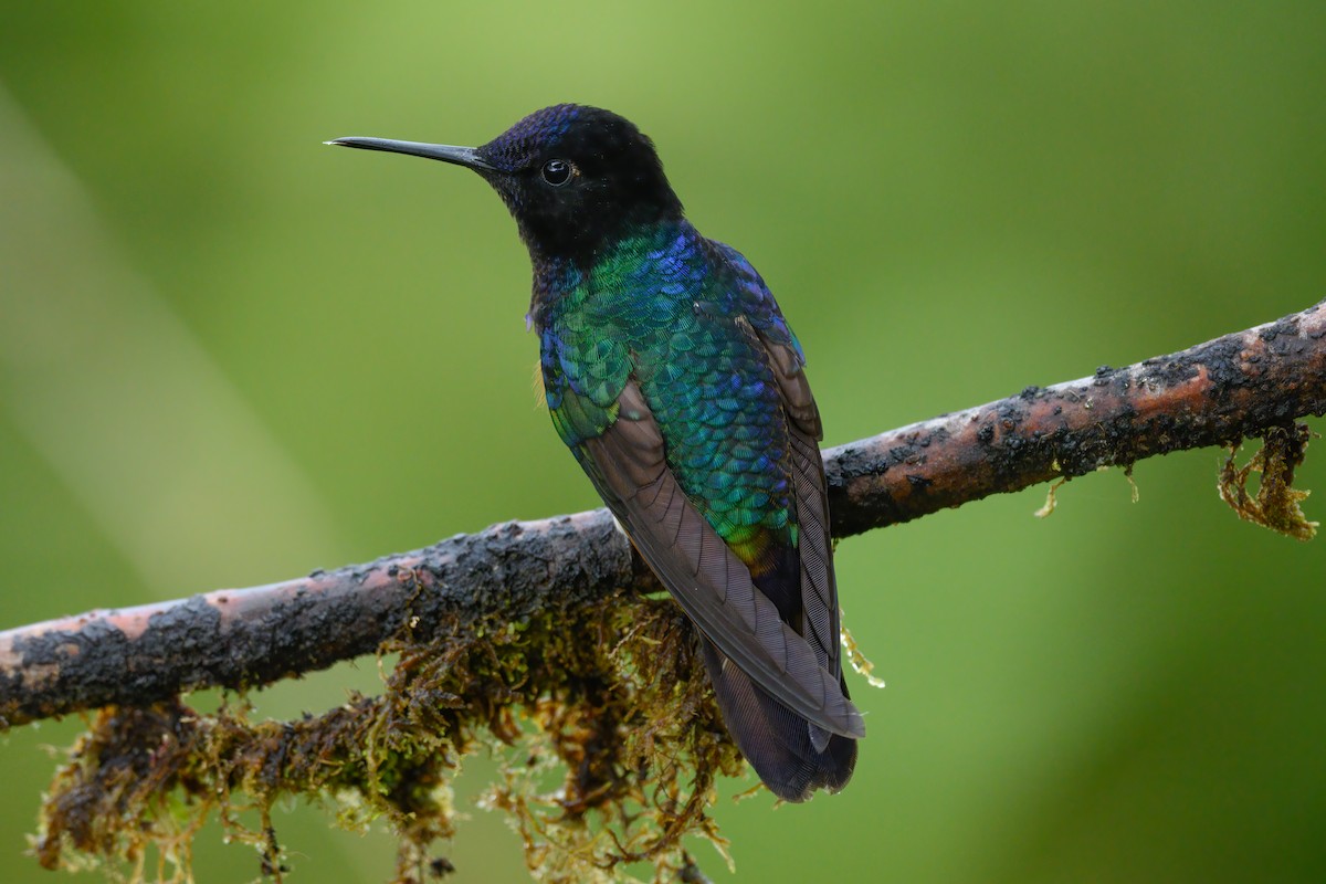 kolibřík hyacintový - ML547133111