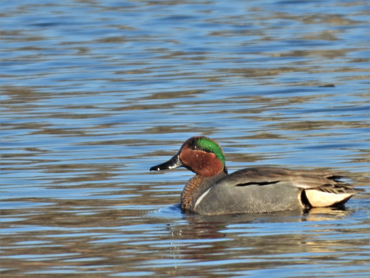 Green-winged Teal - ML547134361