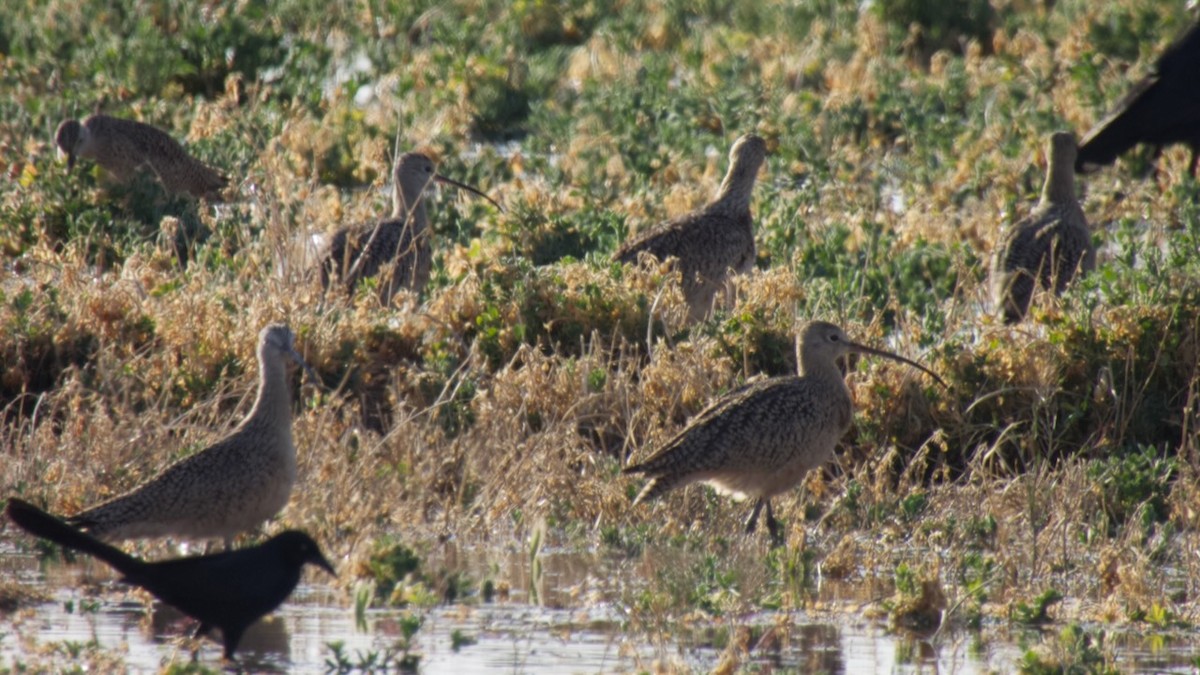 Long-billed Curlew - ML547134851