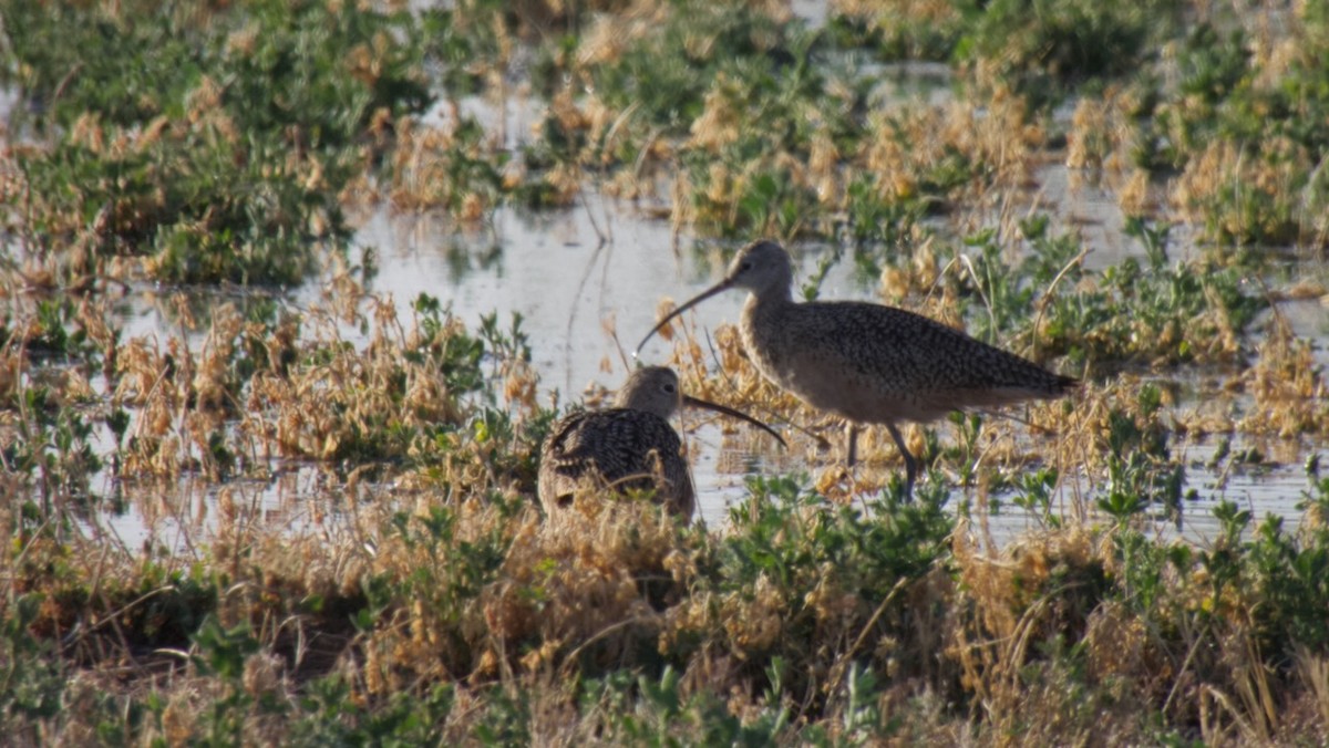 Long-billed Curlew - ML547134861