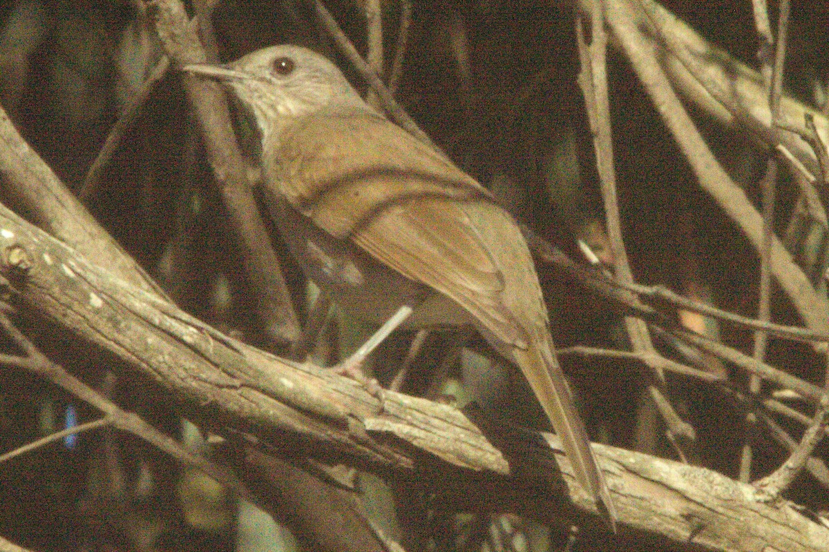 Pale-breasted Thrush - ML547135801